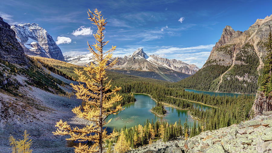 Golden Tree of Lake OHara Photograph by Pierre Leclerc Photography