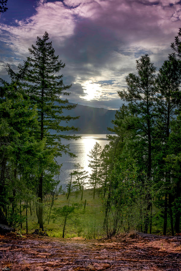 Tree Photograph - Lake Okanagan by Phil And Karen Rispin