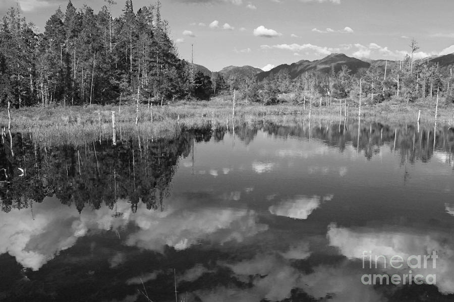 Tree Photograph - Lake on Gravina Island by Carolyn Brown