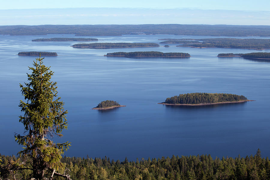 Lake Pielinen with Fir Photograph by Aivar Mikko