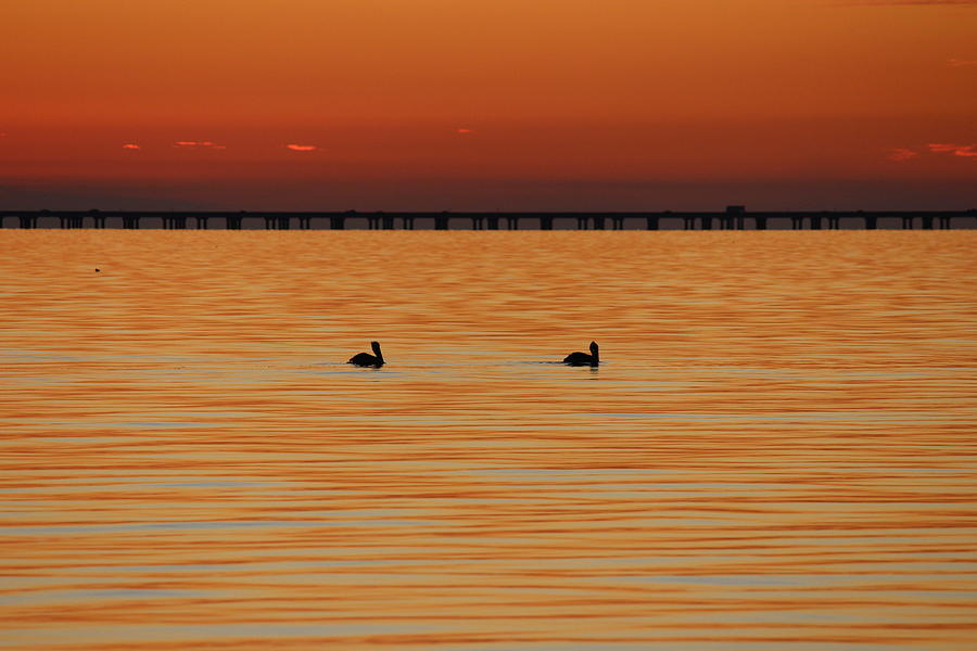 Lake Pontchartrain - Pelicans Photograph by Beth Vincent