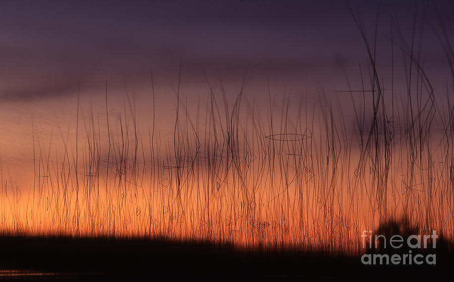 Lake Reeds at Sunset Photograph by Timothy Johnson