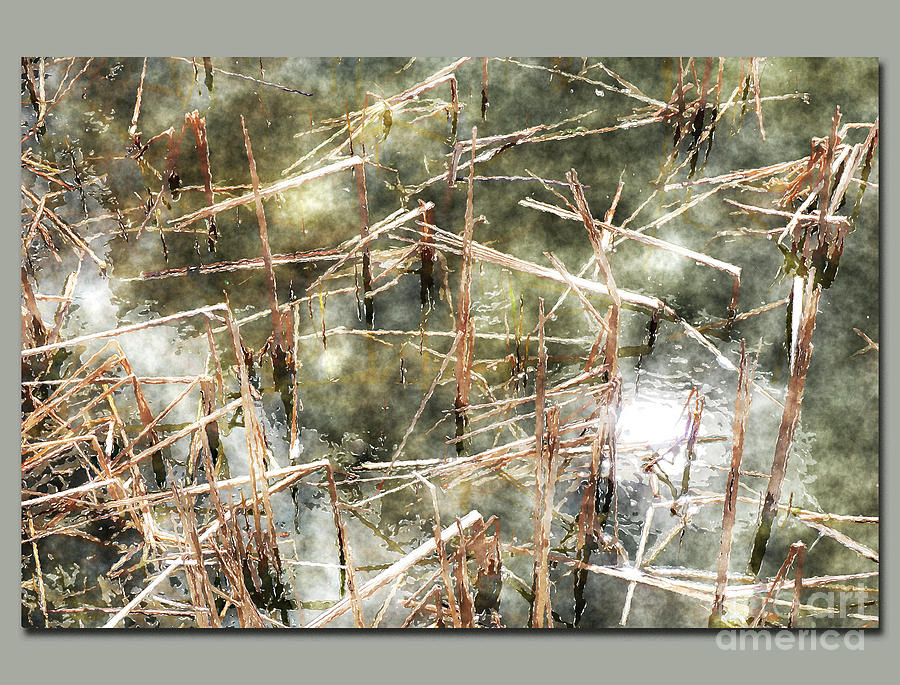 Lake Reeds Digital Art by Deb Nakano