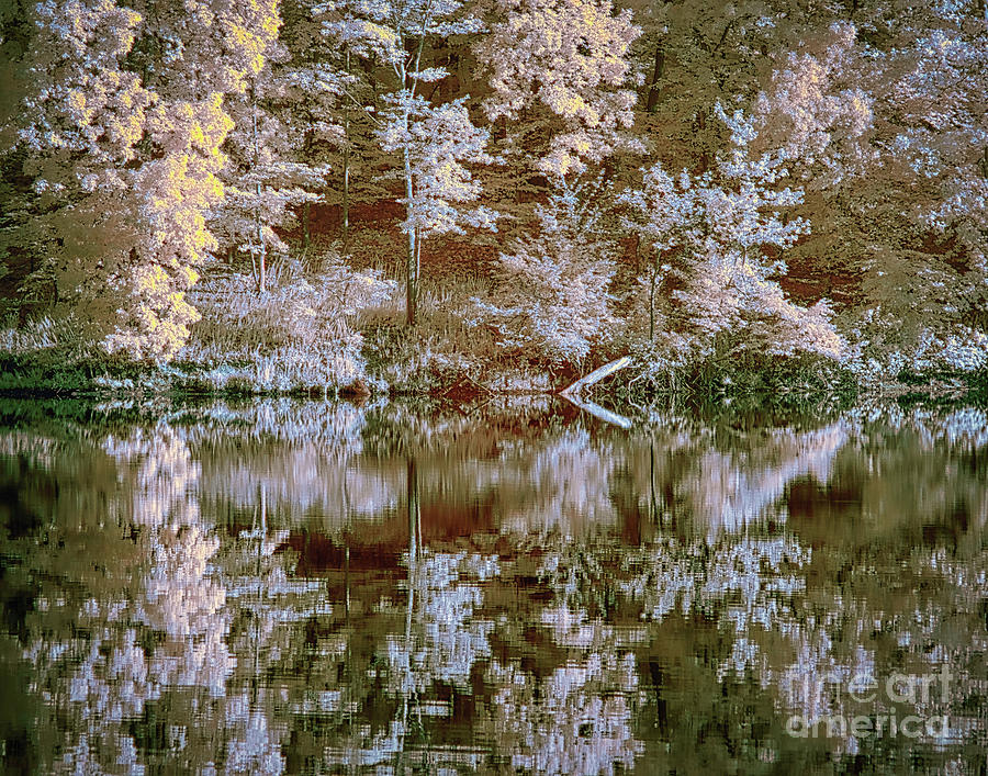 Lake reflection IR faux color Photograph by Izet Kapetanovic