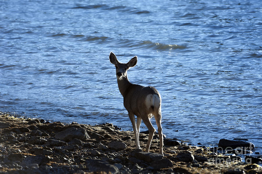 Deer Photograph - Lake Shore Deer by Wildlife Fine Art
