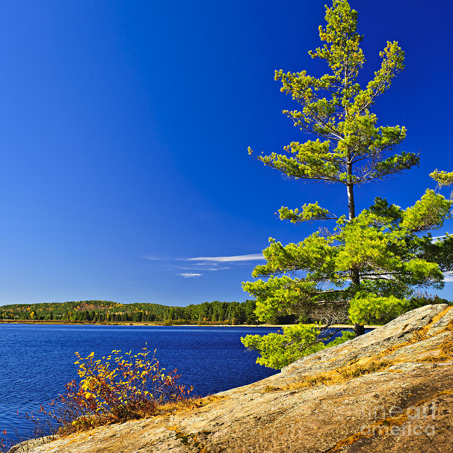 Lake shore in Ontario Photograph by Elena Elisseeva