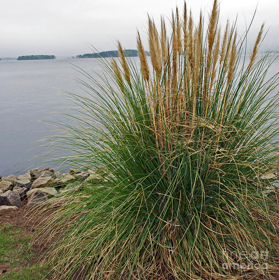 Lake Side Grass Photograph by Skip Willits