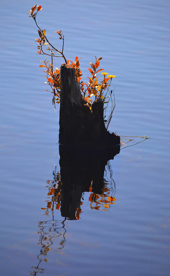 Lake Simplicity Photograph by Lori Seaman