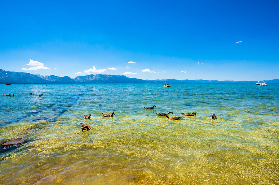 Lake Tahoe shore Photograph by Asif Islam