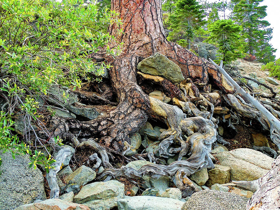 Lake Tahoe Gnarled  Root Tangle Photograph by Norma Brandsberg