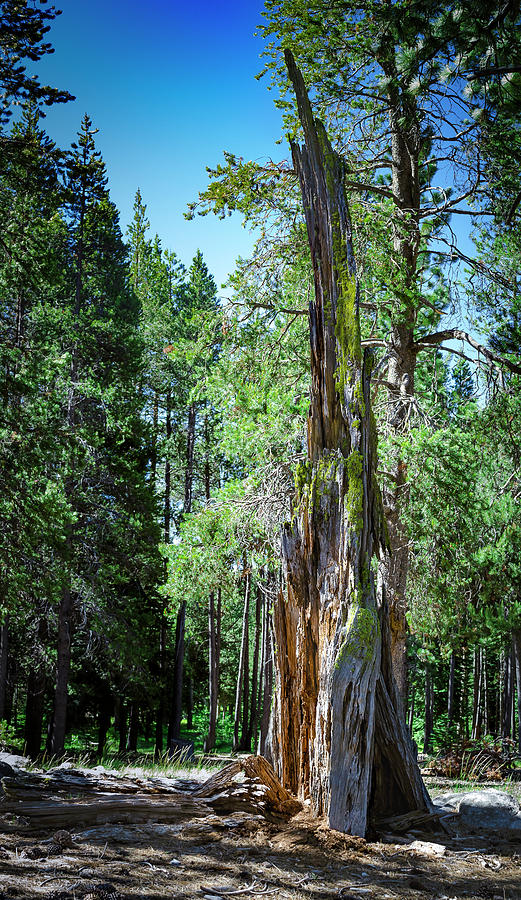 Lake Tahoe Tree Photograph by Rick Mosher