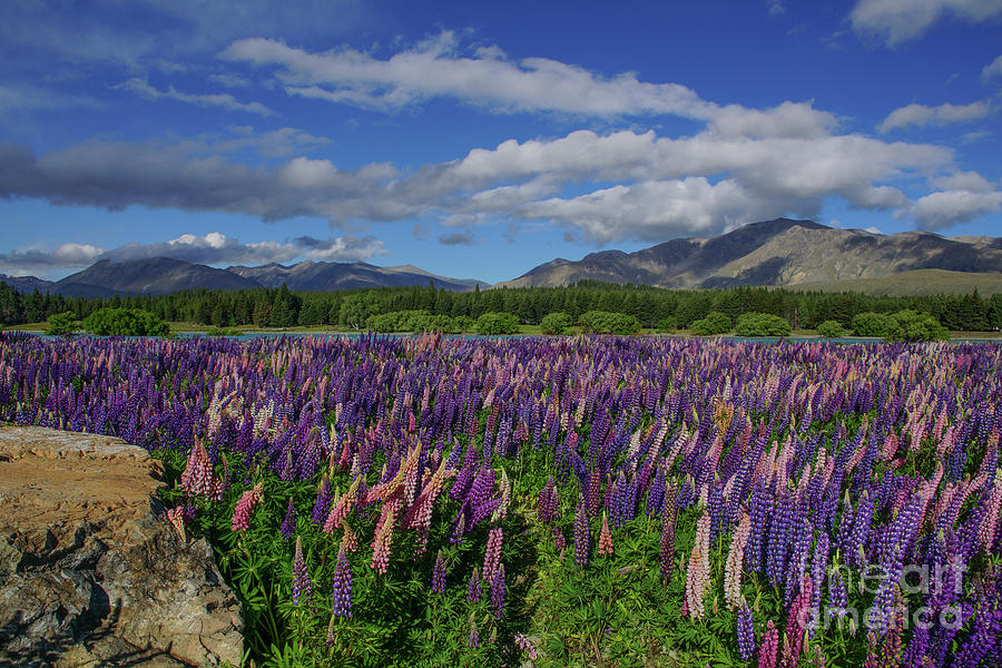 Lake Tekapo New Zealand Photograph by Brian Kamprath