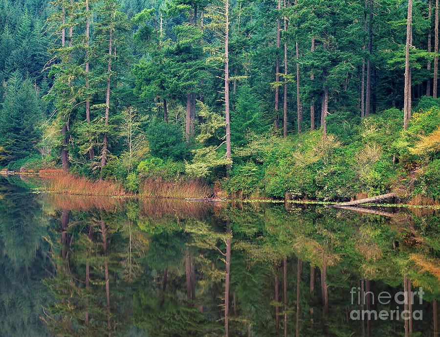 Lake Temperate Rainforest Reflectionnear Florence Oregon Photograph by Dave Welling