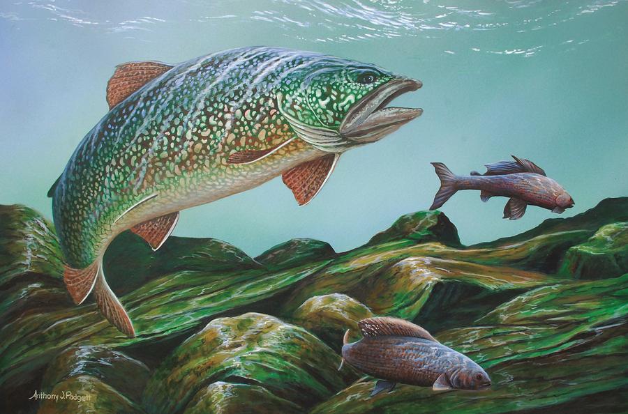 Lake Trout Painting by Anthony J Padgett