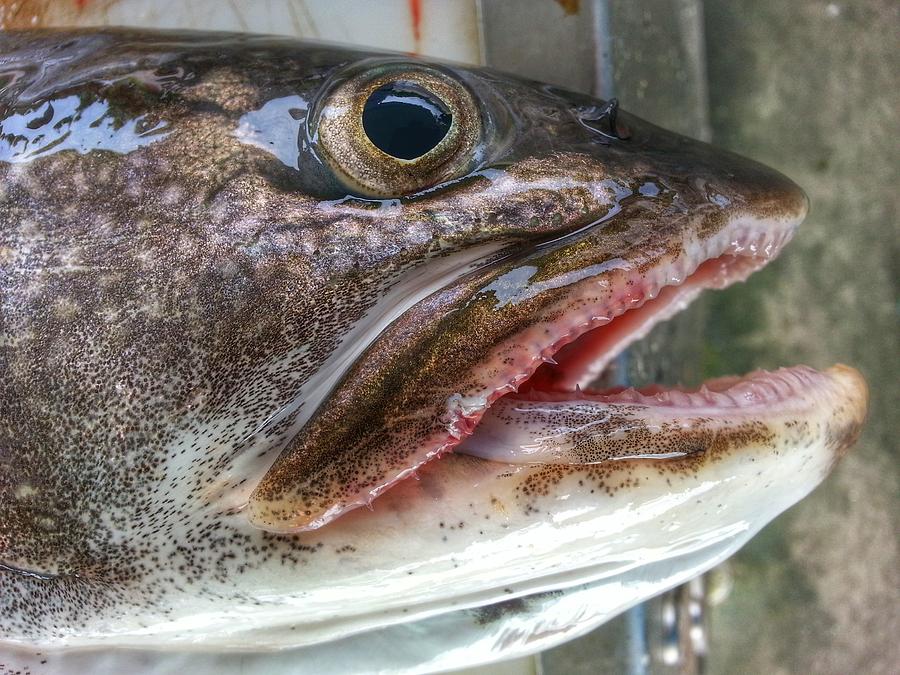 Lake Trout Photograph by Brook Burling