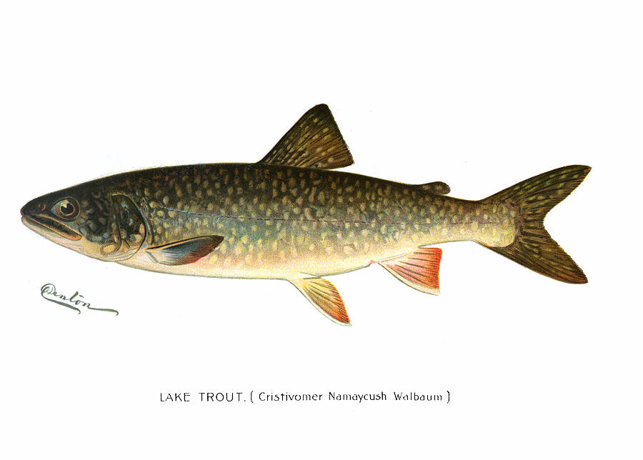 Vintage Painting - Lake Trout by Mountain Dreams