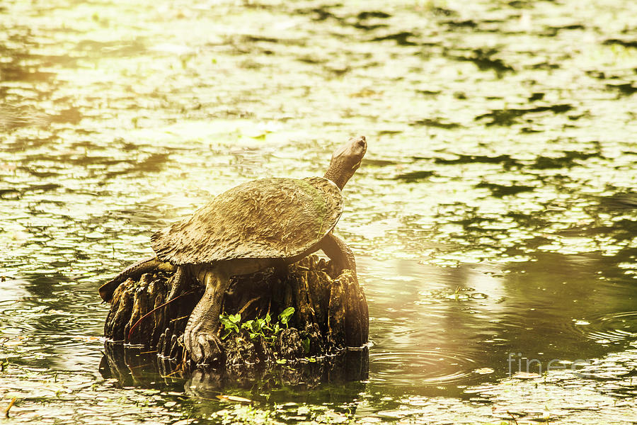 Lake Turtles Photograph