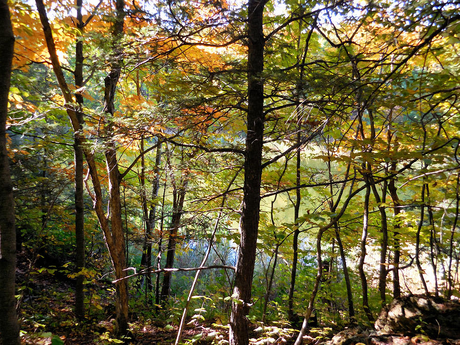 Tree Painting - Lake view through autumn tree 12 by Jeelan Clark