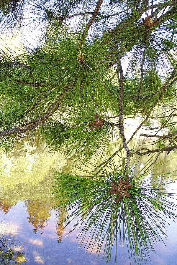 Lake View With Ponderosa Pine Photograph by Ben and Raisa Gertsberg