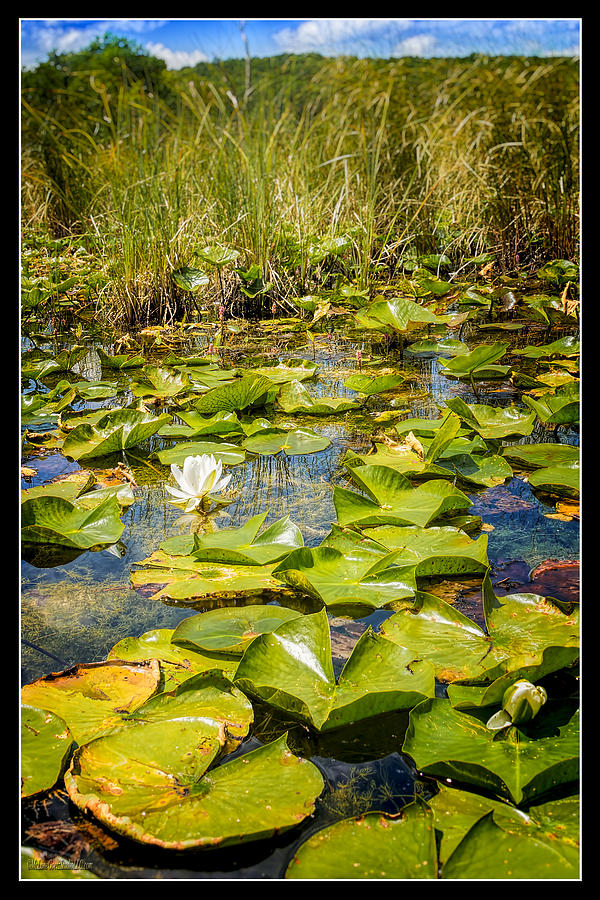 Landscape Photograph - Lake Water Lily  by LeeAnn McLaneGoetz McLaneGoetzStudioLLCcom