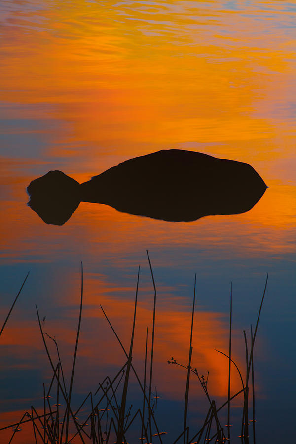 Lake Whale at Sunset Photograph by Irwin Barrett