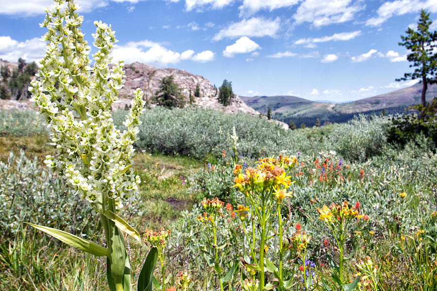Lake Winnemucca Wildflowers - Carson Pass - California Photograph by Bruce Friedman