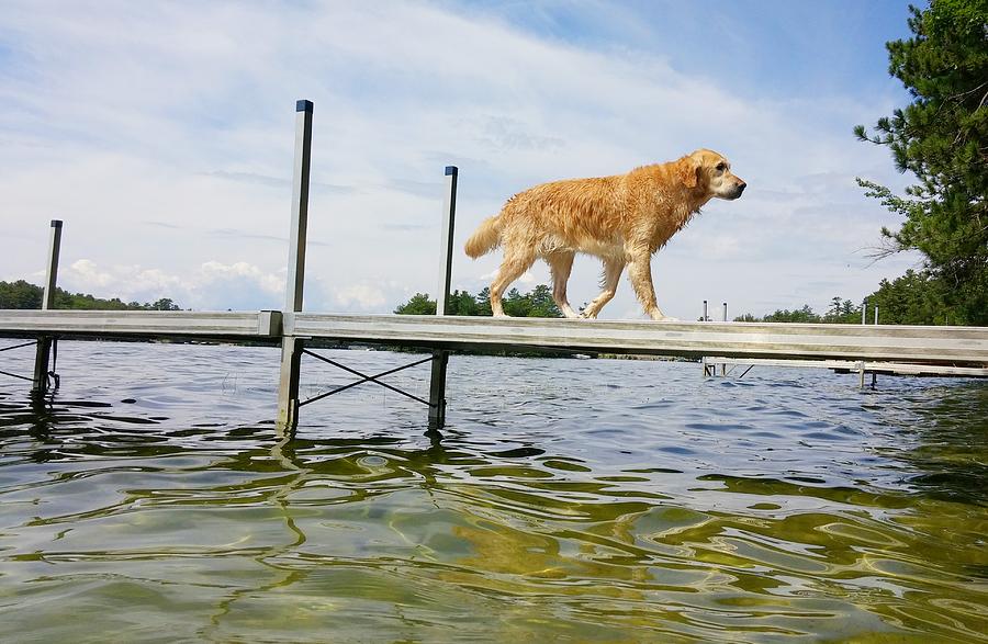 Lake Winnipesaukee Puppy Photograph by Deborah Squires - Fine Art America