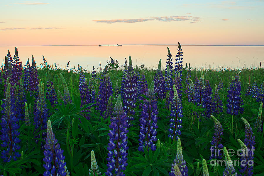 Lake Superior Photograph - Laker In The Lupines by Jamie Rabold Lake Superior Photograph - Laker In The Lupines by Jamie Rabold