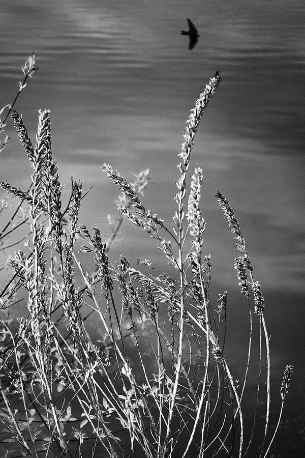 Lakeside Bush Photograph by Stephen Russell Shilling