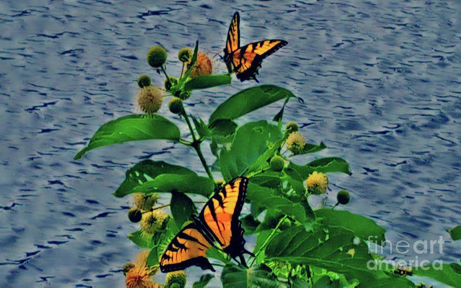 Lakeside Butterflies Photograph