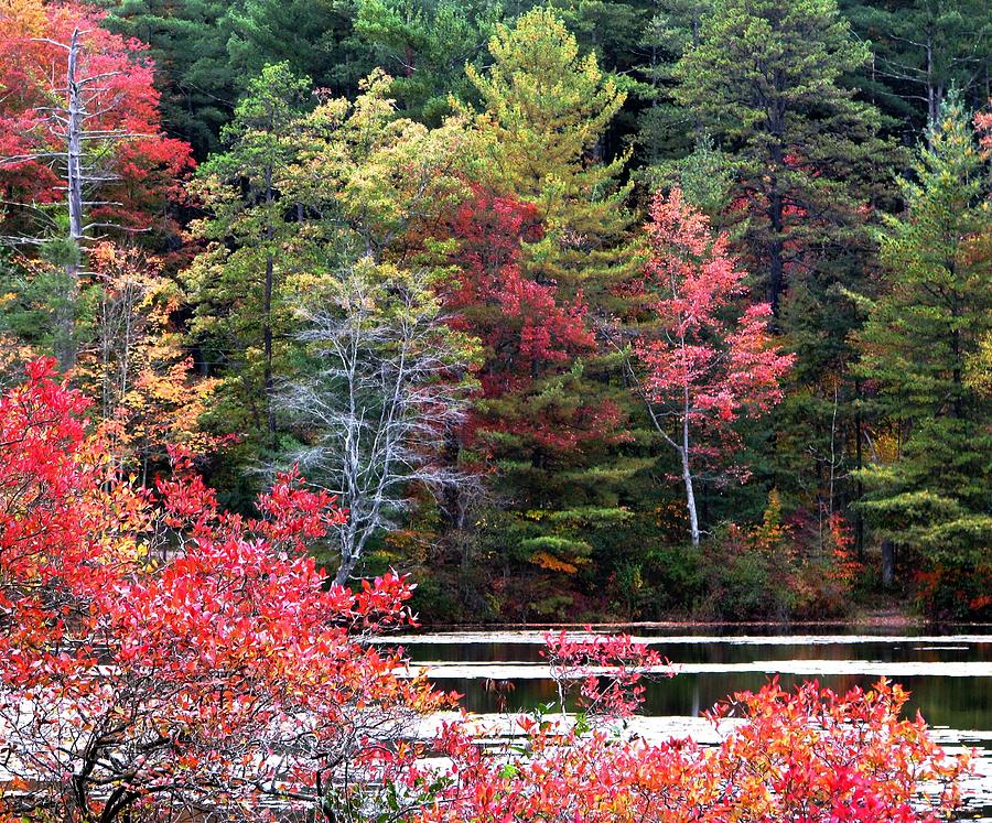 Fall Photograph - Lakeside Color by Angela Davies