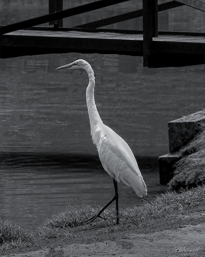 Lakeside Egret Photograph by Frank Maxwell | Fine Art America