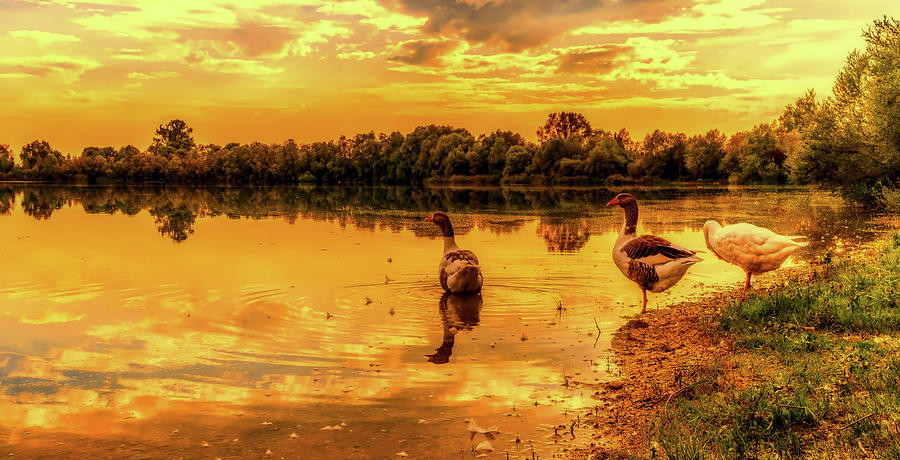 Lakeside Geese Photograph by Mountain Dreams