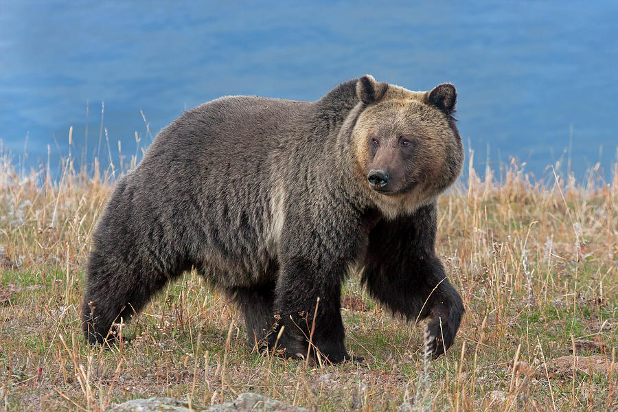 Lakeside Grizzly Photograph by Mark Miller