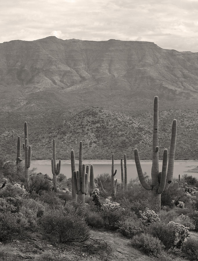 Lakeside Saguaros Monochrome Photograph by Gordon Beck