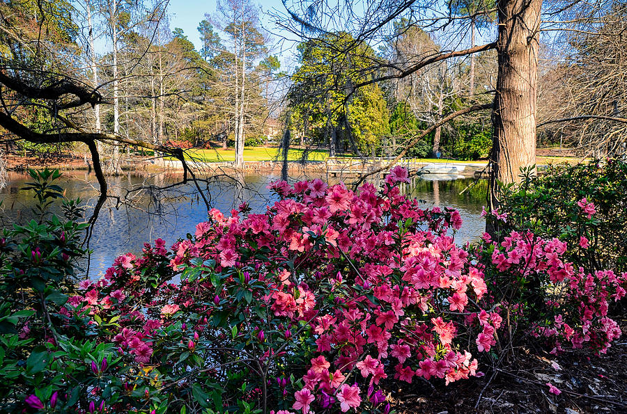 Lakeside Spring Photograph by Linda Brown