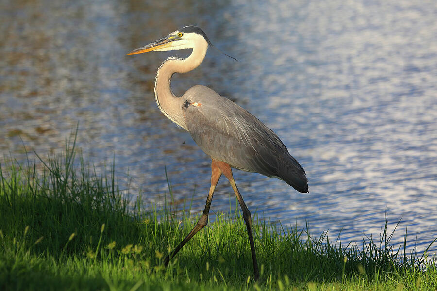 Heron Photograph - Lakeside Stroll by Donna Kennedy