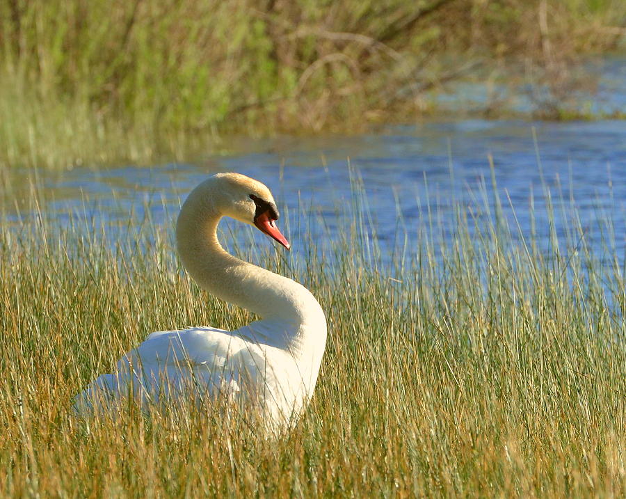 Lakeside Swan Photograph by Steven Green - Fine Art America