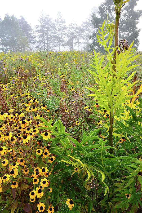 Lakeside Wildflower Prairie at Brookdale Photograph by Ray Mathis
