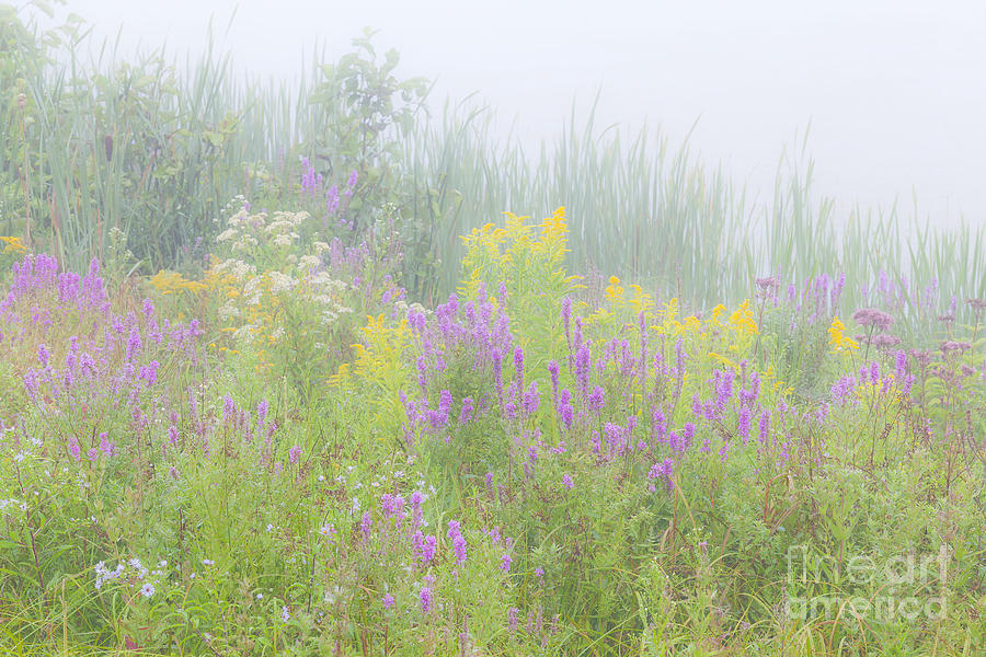 Lakeside Wildflowers Photograph