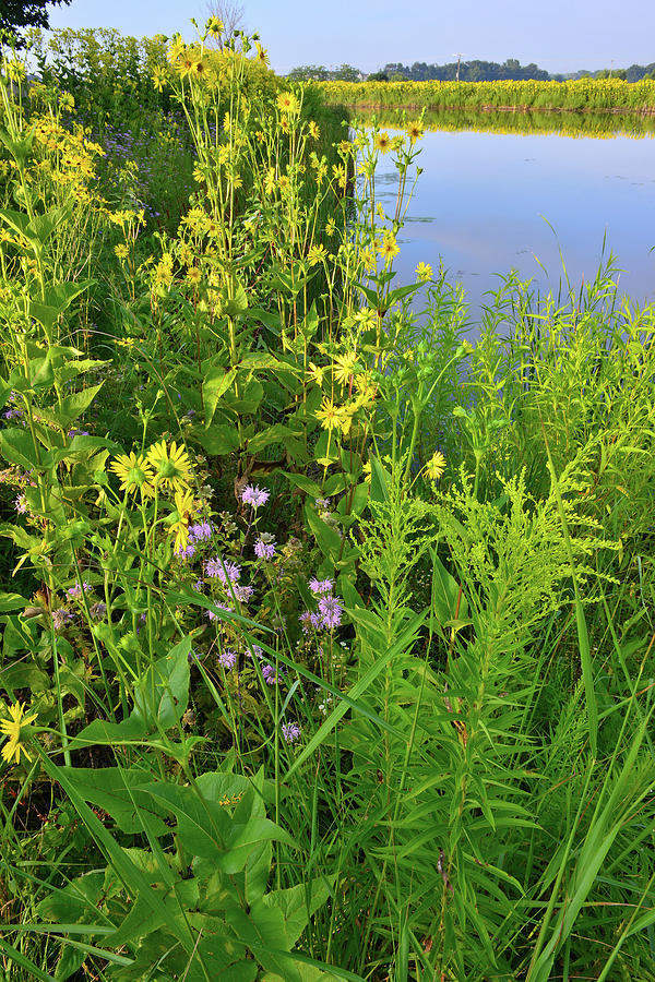 Lakeside Wildflowers in Lake County Photograph by Ray Mathis
