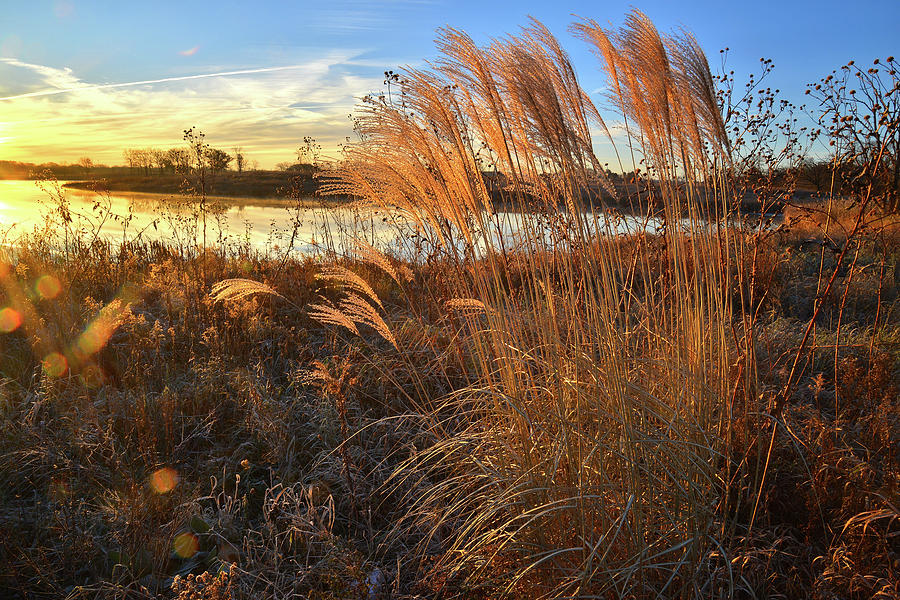 Lakewood Pampas Grass at Sunrise Photograph by Ray Mathis