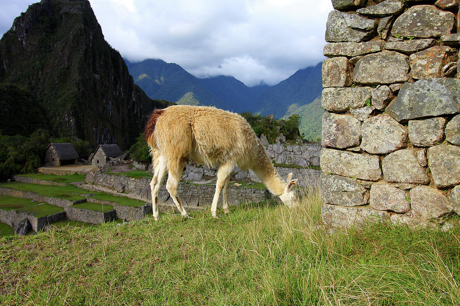 Llama At Machu Picchu, Peru Photograph by Aidan Moran - Pixels