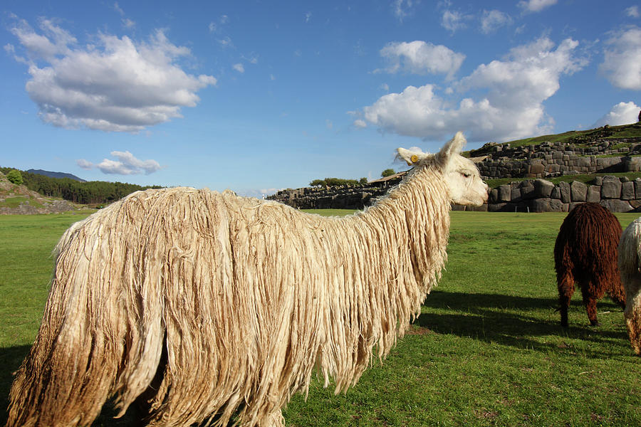 Lama At Sacsayhuaman Ruin, Peru Photograph by Aidan Moran