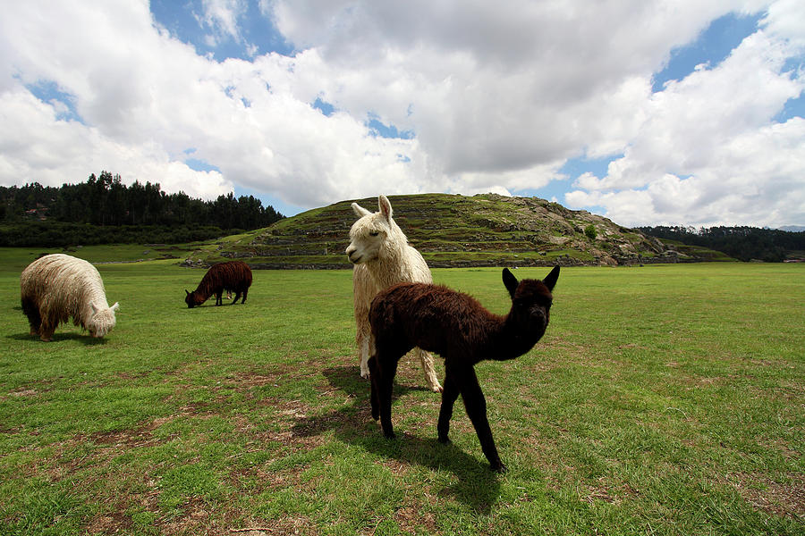Llama Herd At Sacsayhuaman Ruin, Peru Photograph by Aidan Moran