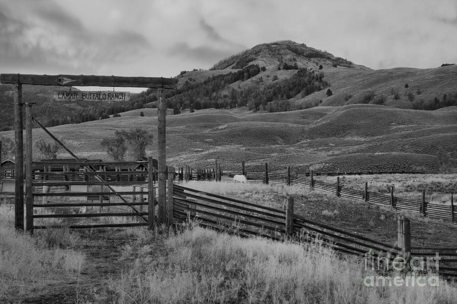 Lamar Bison Ranch Sunset Black And White Photograph by Adam Jewell