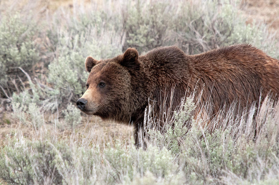 Lamar Grizzly Photograph by Steve Stuller