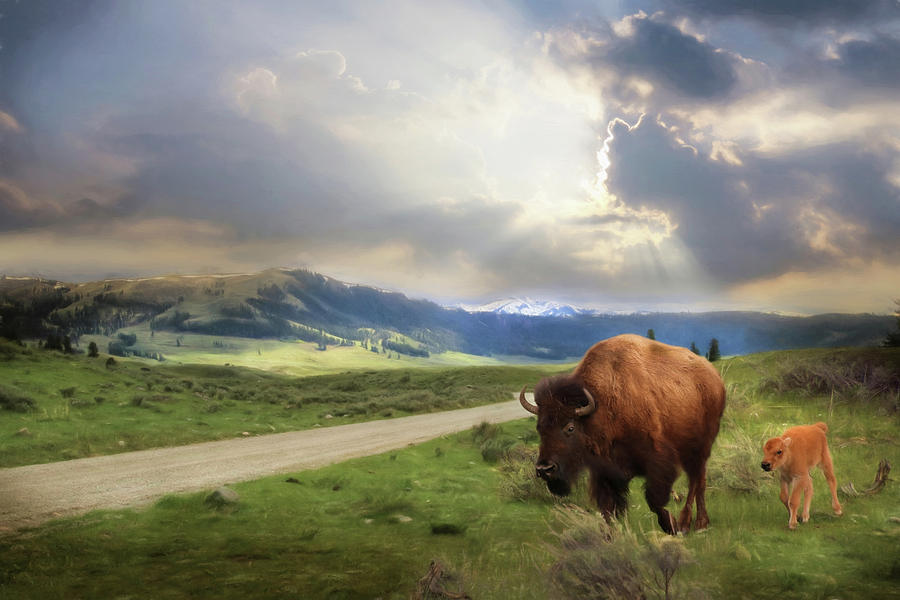 Yellowstone National Park Photograph - Lamar Valley Bison by Lori Deiter