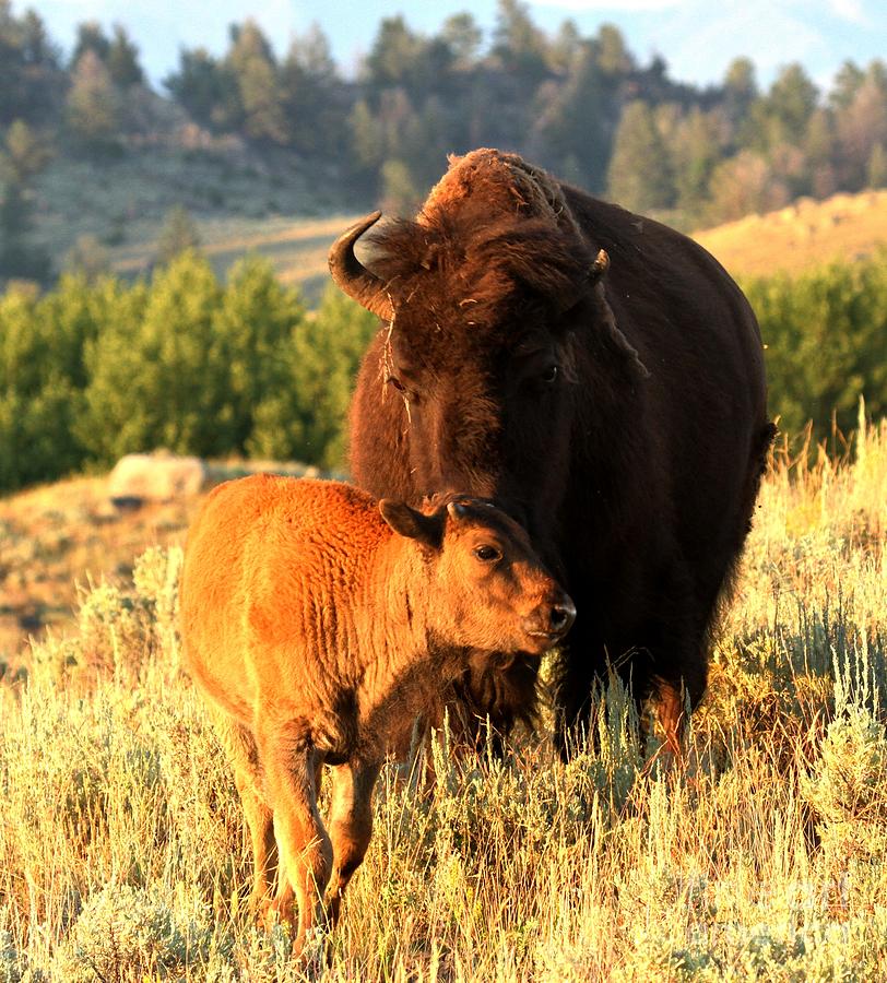 Lamar Valley Mom And Calf Bison Photograph by Adam Jewell