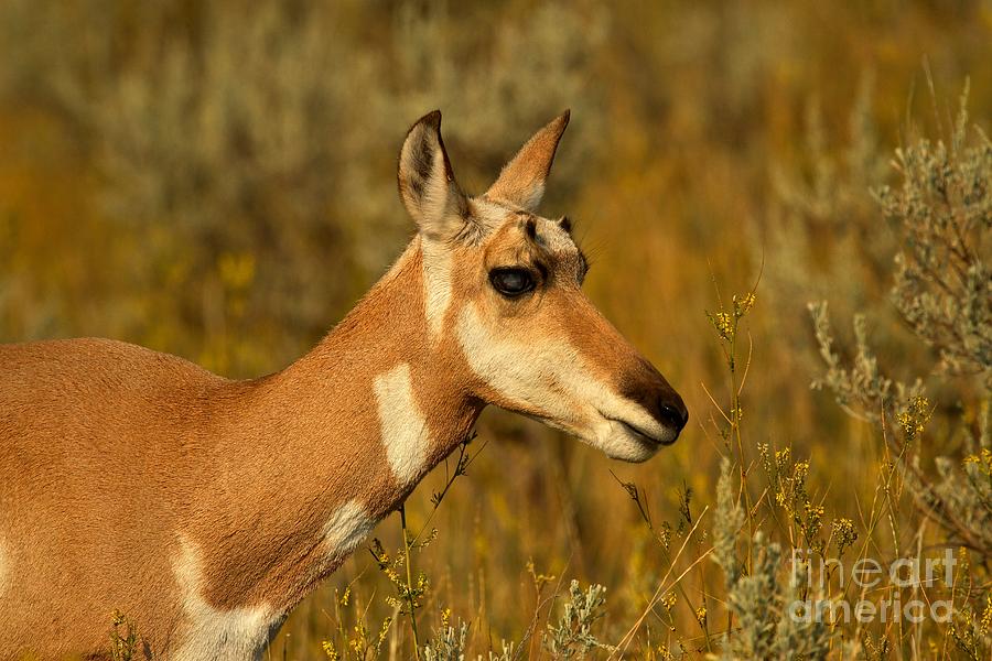 Pronghorn Photograph - Lamar Valley Pronghorn Antelope by Adam Jewell